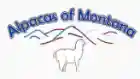 Alpaca Alpacas Of Montana