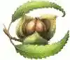 Chestnut Herb